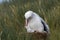 Snowy (Wandering) albatross, Grote Albatros, Diomedea (exulans)