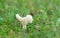 Snowy waxcap, Cuphophyllus virgineus growing among grass