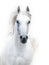 Snowy white arabian stallion