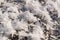 Snowy white background with frosty crystals and curly snowflakes close-up. Winter is a cold season with a blinding white bright