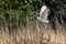 Snowy white barn owl in flight