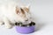 Snowy white cat with green eyes and yellow spot on the head eats some food from lilac bowl, standing on the floor.