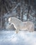 Snowy white cute fluffy pony portrait closeup with winter background behind