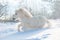 Snowy white cute fluffy pony runs free in snowy winter