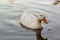 A snowy white domestic duck breed known as American Pekin or white pekin swimming in a pond