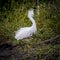 Snowy white egret with its signature yellow feet, shows off some fluffy feathers of breeding plumage