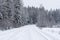 Snowy white forest road where there are snowy trees