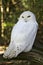 A snowy white owl