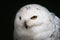 Snowy white owl closeup portrait