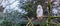 Snowy white owl sitting on a branch and making a happy