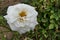 Snowy white rose hybrid Honeymilk established by german rose breeding company Tantau