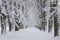 Snowy white winter landscape view with forest pedestrian trail