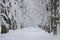 Snowy white winter landscape view with forest pedestrian trail