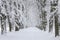 Snowy white winter landscape view with forest pedestrian trail