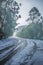 Snowy winding road among eucalyptus trees