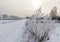 Snowy winter in the countryside. Nature in hoarfrost