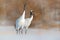 Snowy winter. Dancing pair of Red-crowned crane with open wing in flight, with snow storm, Hokkaido, Japan. Bird in fly, winter sc