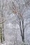 Snowy winter day in forest. View through bare trees into woods. Last brown leaves on twigs. Image like pastel painting.