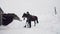 snowy winter, disabled man jockey leads, holding with reins a black horse on the way. man has a prosthesis instead of