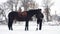 Snowy winter, disabled man jockey stands near black horse outdoors. he has prosthesis instead of his right leg. he