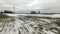 Snowy winter end crop wheat field and green sprouts in wind, time lapse