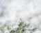 Snowy winter fir or pine branches with needles with hoarfrost, frozen conifer twigs close-up Natural landscape