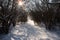 Snowy winter forest and pathway with trails and sunbeam