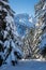 snowy winter forest with view to Wetterstein alps bavaria