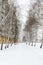 Snowy winter landscape of the city. The path in the snow between the trees birch