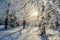 Snowy winter in the Park. Trees covered with white fluffy snow. Winter landscape. Celebration of New year and Christmas