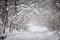 Snowy winter path in forest