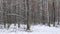 snowy winter in a pine forest it is snowing tree branches in the snow