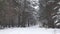 snowy winter in a pine forest it is snowing tree branches in the snow