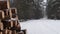 snowy winter in a pine forest it is snowing tree branches in the snow