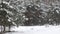 snowy winter in a pine forest it is snowing tree branches in the snow
