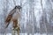 Snowy winter scene with hawk owl, Surnia ulula. Hawk Owl in nature forest habitat during cold winter. Wildlife scene from nature.