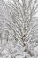 Snowy winter trees, fresh new snow covered branches after blizzard snowstorm, heavy snowfall drifts, multiple tree twigs detail,