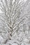 Snowy winter trees, fresh new snow covered branches after blizzard snowstorm, heavy snowfall drifts, multiple tree twigs detail, l