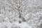 Snowy winter trees, fresh new snow covered garden, lilac branches after blizzard snowstorm, heavy snowfall drifts, multiple tree