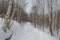 Snowy wintery nature forest foot path through birch forest - cross country skiing, hiking, fat tire bike recreation - in the Gover
