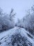 Snowy Wintery Path