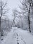 Snowy Wintery Path