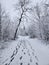 Snowy Wintery Path