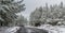 A snowy wintry day. A gravel road winding through plantation pine forests covered in fresh snow as further light snow continues