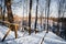 Snowy wooden stairway in forest