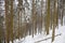 Snowy woods