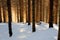 Snowy woods