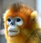 Snub-nosed Monkey