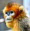 Snub-nosed Monkey