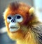 Snub-nosed Monkey